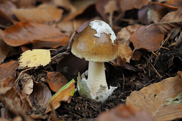 Amanita submembranacea