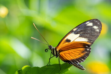 orange butterfly on a flower