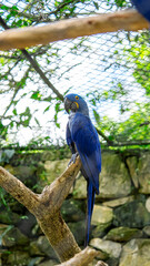 blue macaw