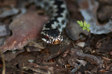 snake in the forest. Viper