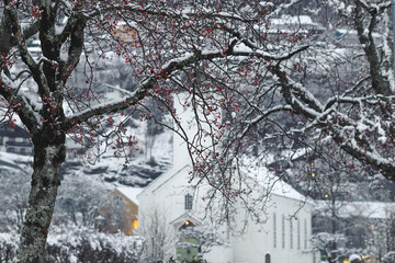 Trees with red berries under the snow. White traditional church in the background. A town in Hardanger, Hordaland, Norway. Beautiful Norwegian landscape, winter wonderland, snowfall.