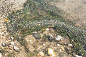 Seaweed on the beach