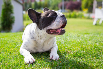 French Bulldog is resting in a sunny garden with a green lawn