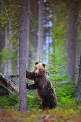 Brown bear standing on rear legs by tree in forest. Vertical composition of a large mammal climbing in nature. Animal in upright position in woodland with with copy space.