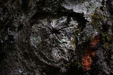 dettaglio di albero