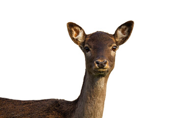 Cute fallow deer, dama dama, hind looking into camera isolated on white background. Adorable female mammal with dark fur staring attentively cut out on blank.