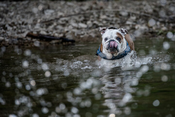 Isolated English bulldog swimming in a river