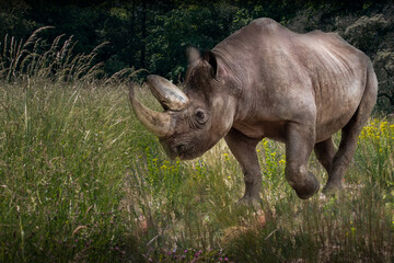 A black rhinoceros running in a field