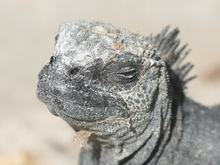Die Meerechse, Amblyrhynchus cristatus, ist eine endemische Art von Leguanen, die nur auf den Galapagos-Inseln, Ecuador, vorkommt.