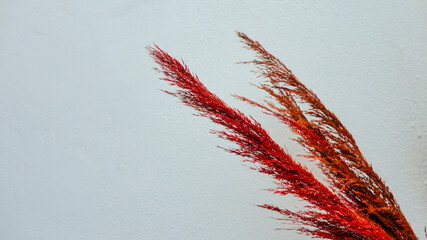 Decorative red dried flower on the white background