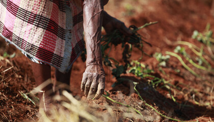 23.05.2014, Thoyandou, South Africa - Women gardens in the red dirt close to Thoyandu in rural South Africa.  © Jonathan
