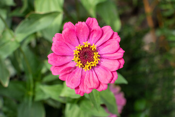 Pinkfarbene Zinnien Blüte