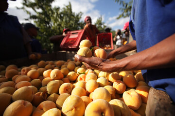 A farm worker picks peaches on a farm in Robertson, Western Cape, South Africa. 
