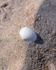 seashell on the beach