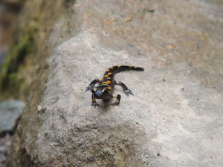 Salamandra