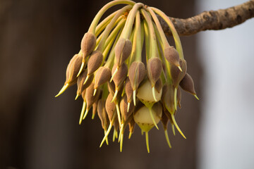 Bud's and flowers of Madhuca Longifolia