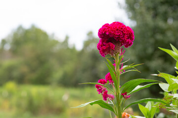celosia / cockscomb flower in garden