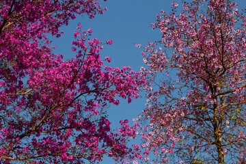 Moldura de flores cor-de-rosa com céu azul.