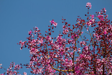 Várias flores de cega-machado na cor pink com céu azul ao fundo.