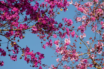 Flores de nó-de-porco com céu azul.