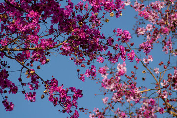 Flores de nó-de-porco com céu azul ao fundo.