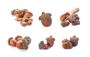 acorns on a white background ,close up