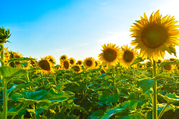 Sunflowers in the setting sun 