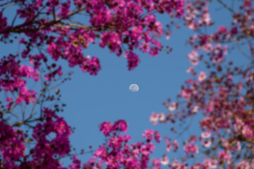 Obraz na płótnie Canvas Lua no céu azul com flores de nó-de-porco ao redor.