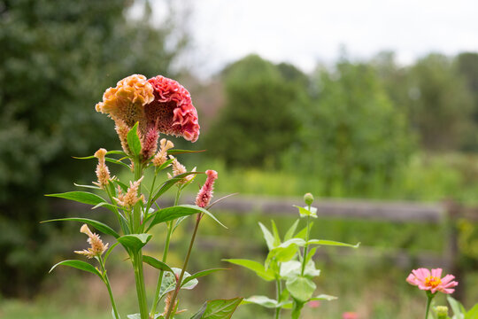 cockscomb / celosia flower in garden