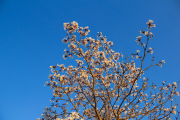 Ipê branco com galhos cheios de flores e céu azul.