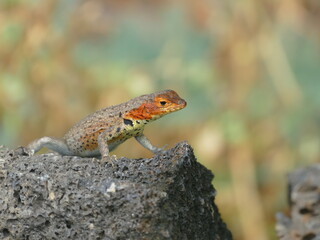 Die Galapagos Lavaeidechse, Microlophus albemarlensis, ist eine Spezies, die auf den Galápagos-Inseln endemisch ist. Die Weibchen haben eine rote Kehle.