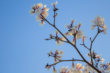 Galhos com flores brancas e céu azul.