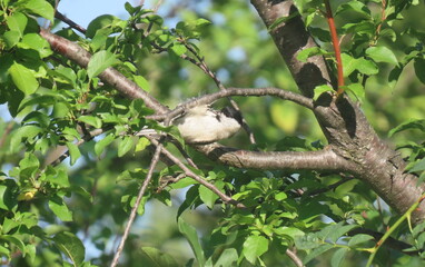 Marsh tit (poecile palustris) sitting upside down eating