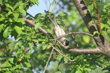 Marsh tit (poecile palustris) sitting upside down eating