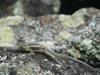 Die Galapagos Lavaeidechse, Microlophus albemarlensis, ist eine Spezies, die auf den Galápagos-Inseln endemisch ist. Die Weibchen haben eine rote Kehle.