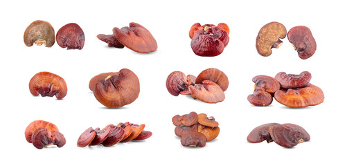 Ganoderma Lucidum Mushroom an isolated on white background