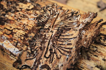 Damaged spruce bark by European spruce bark beetle (Ips typographus) in forest
