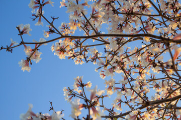 Flores em galhos de árvore com céu azul ao fundo.