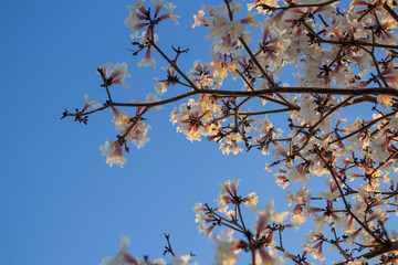 Flores brancas em galhos de árvore com céu azul ao fundo.