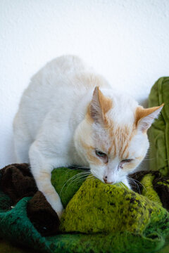 White Cat Kneading Paws In Fluffy Blanket