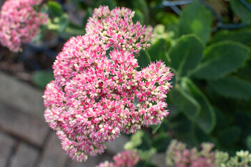 Blüten der Fette Henne 