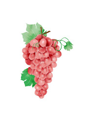 Watercolor Illustration of grape with its leaves and vine, isolated on white background.
