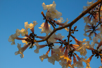 Cachos de flores de ipê branco com luz amarelada do sol e céu azul.