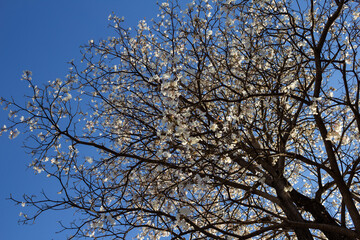 Ipê branco florido com céu azul.