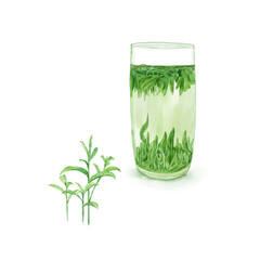 Watercolor Illustration of A glass of Chinese Maojian green tea, young buds and leaves of tea tree, isolated on white background.
