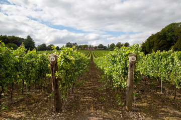 Fototapeta na wymiar rows of grapes growing in a vineyard in the UK, Hambledon Vineyard, Hampshire