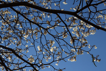 Galhos de ipê branco com céu azul.