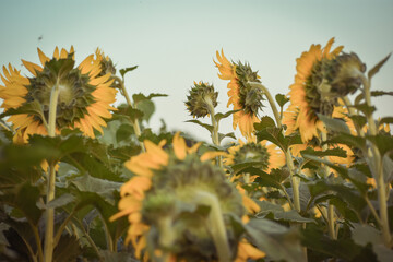 Sunflowers in the setting sun 