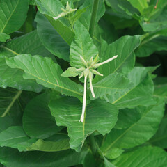 Woodland tobacco or nicotiana sylvestris with its clusters of fragrant white flowers above broad and light green leaves