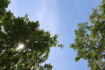 木と空のコラボレーション